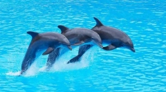 Зошто делфините - најпаметните животни?